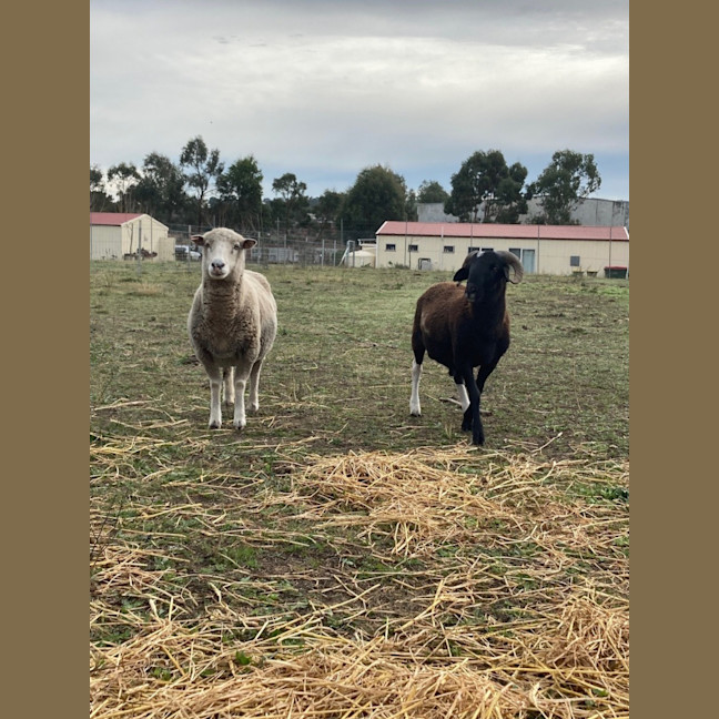 Photo of 1 Ewe & 1 Ram & Lamb 