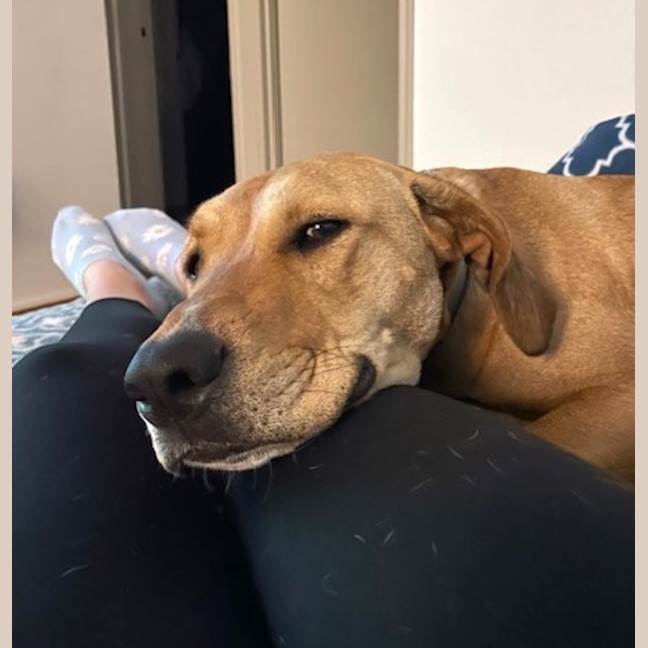 Photo of Nala