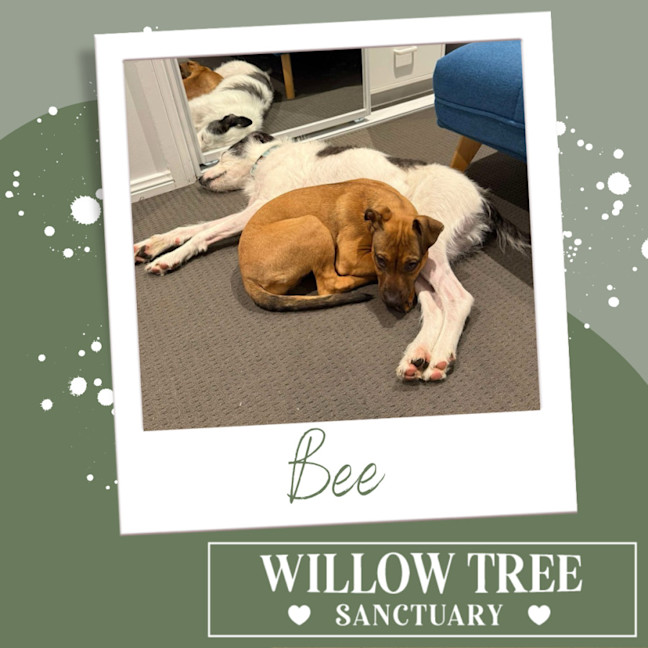 Photo of Bee