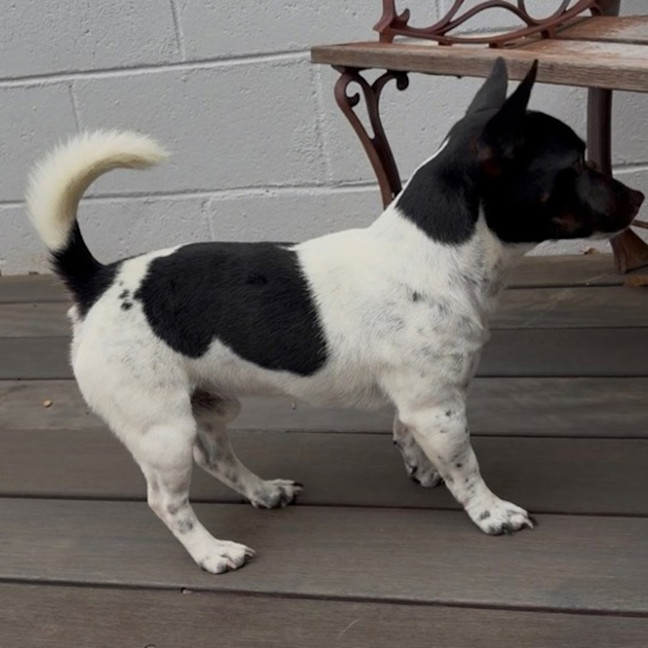 Photo of Spot 