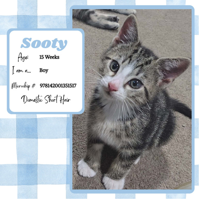 Photo of Sooty