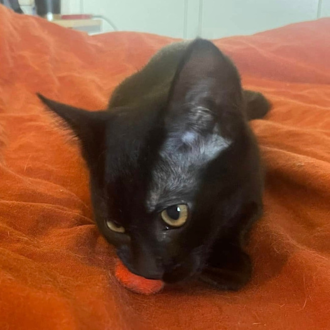 Photo of Purretha Franklin