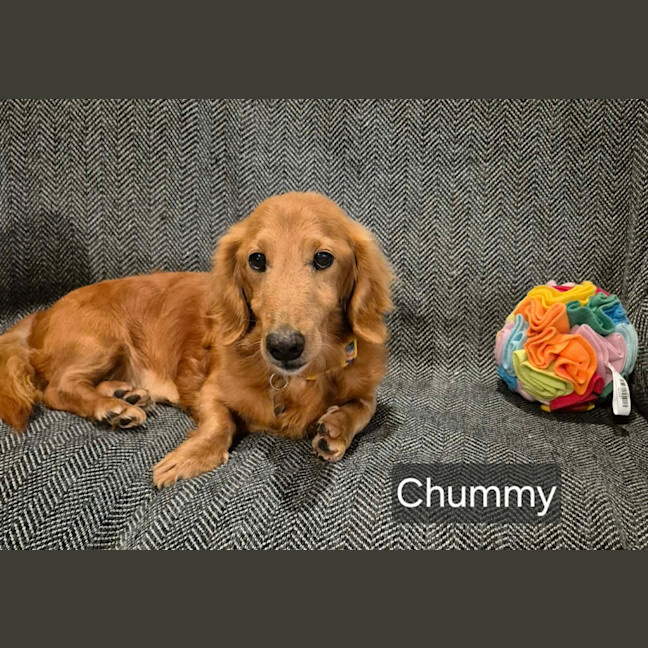 Photo of Chummi