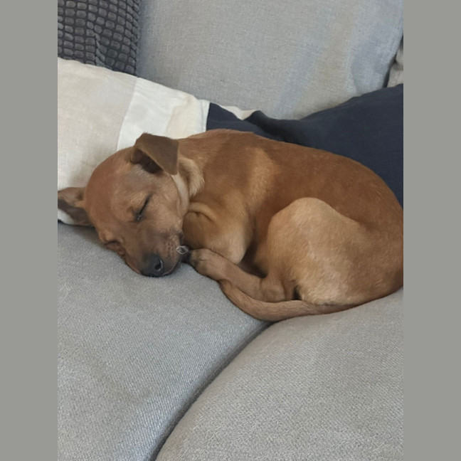 Photo of Biscuit