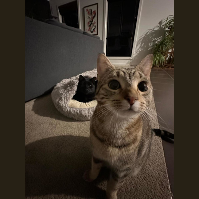 Photo of Oni (Brindle) And Nookie (Black)