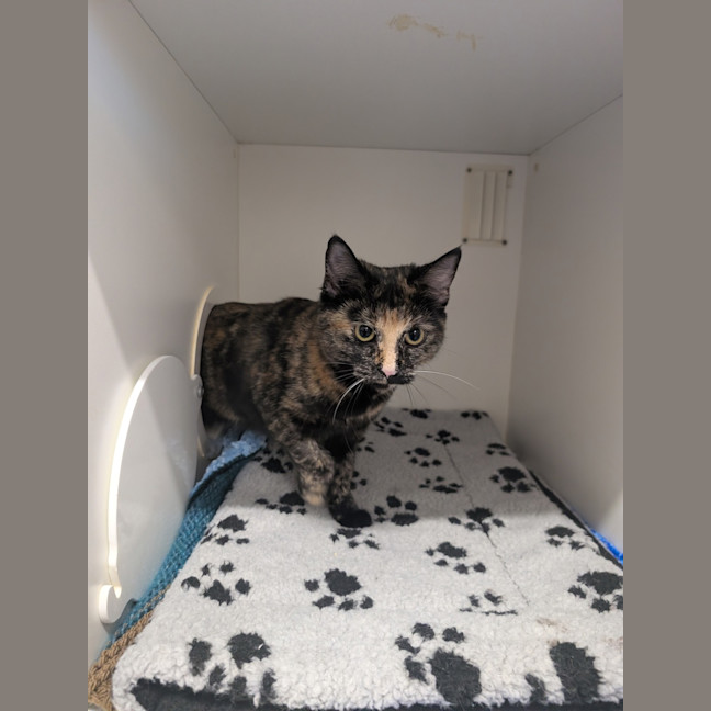 Photo of Yzma