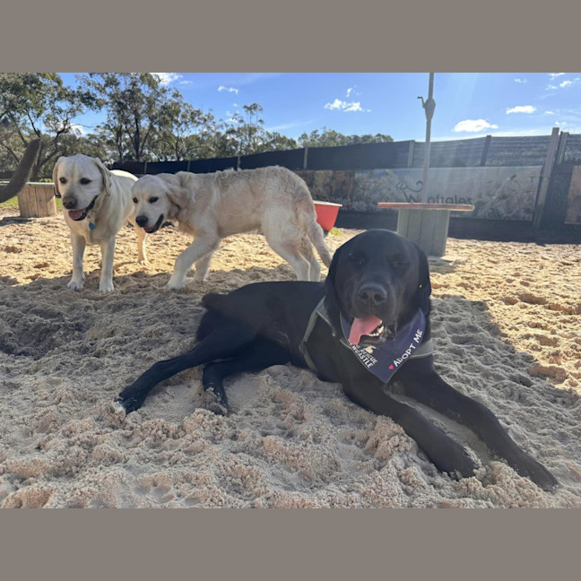 Photo of Luka   1 Year Old Labrador X (Trial)