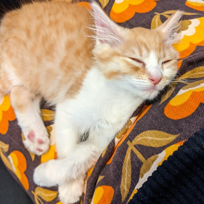Photo of Rupert