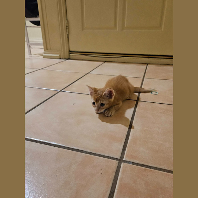 Photo of Icarus
