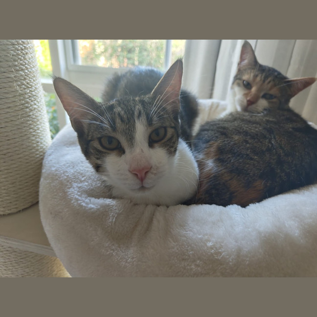 Photo of Purrcy