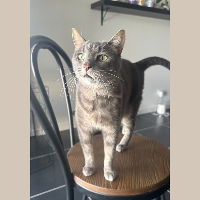 Photo of Donut