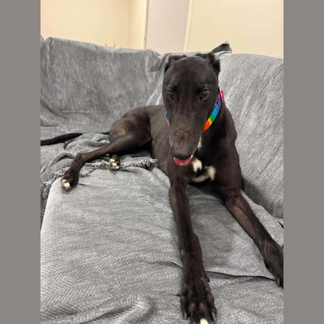 Photo of Chance, The Greyhound