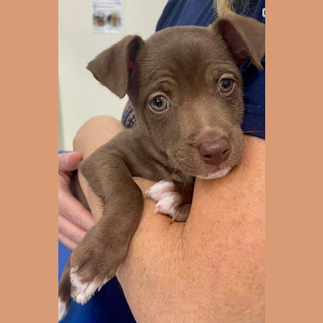 Photo of Mocha