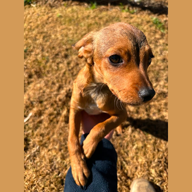 Photo of Snugglebug