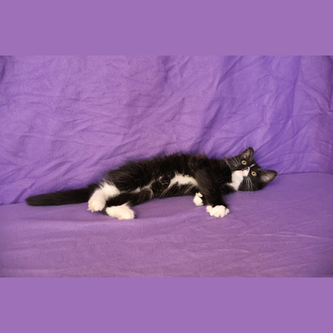 Photo of Waffle