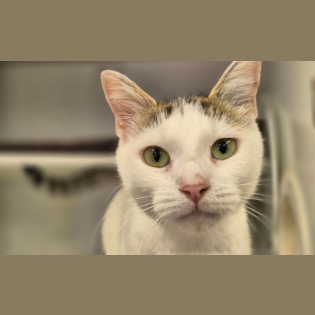 Photo of Snowball