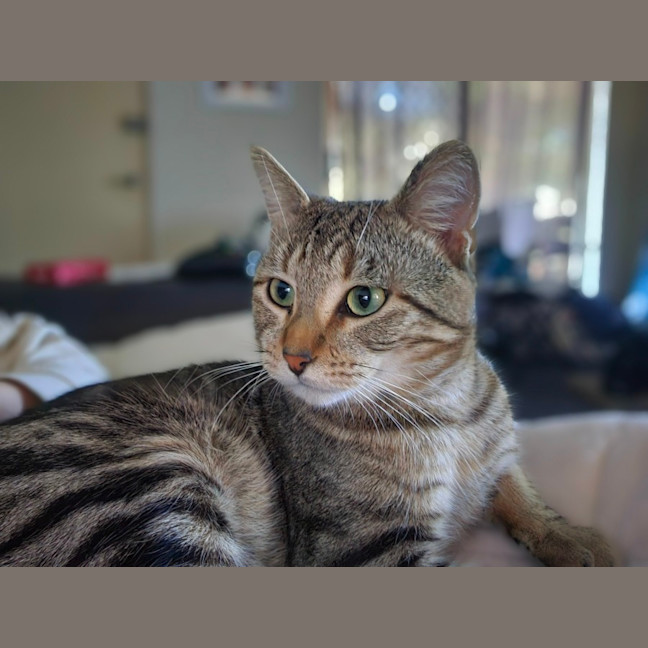 Photo of Stormy 🌩️