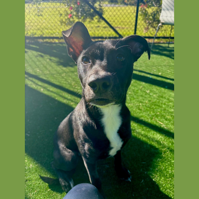 Photo of Baked Bean Imp 1231