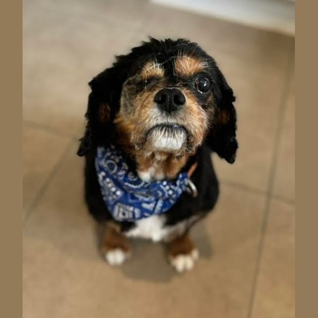 Photo of Marvin