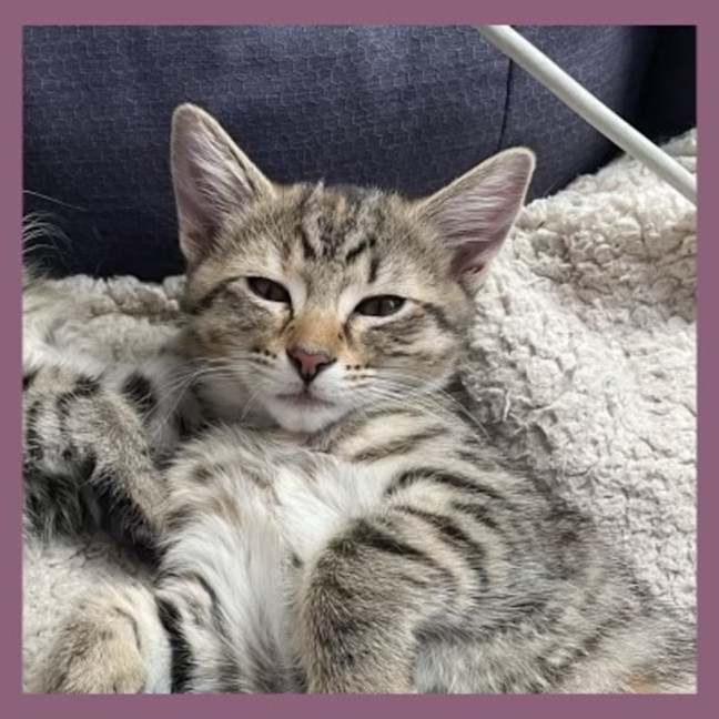 Photo of Savannah 