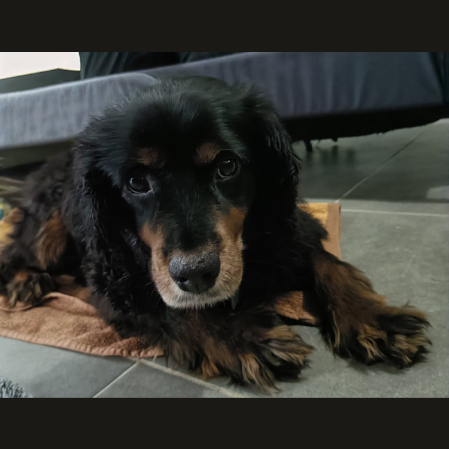 Photo of Maxi   5 Year Old Cavoodle