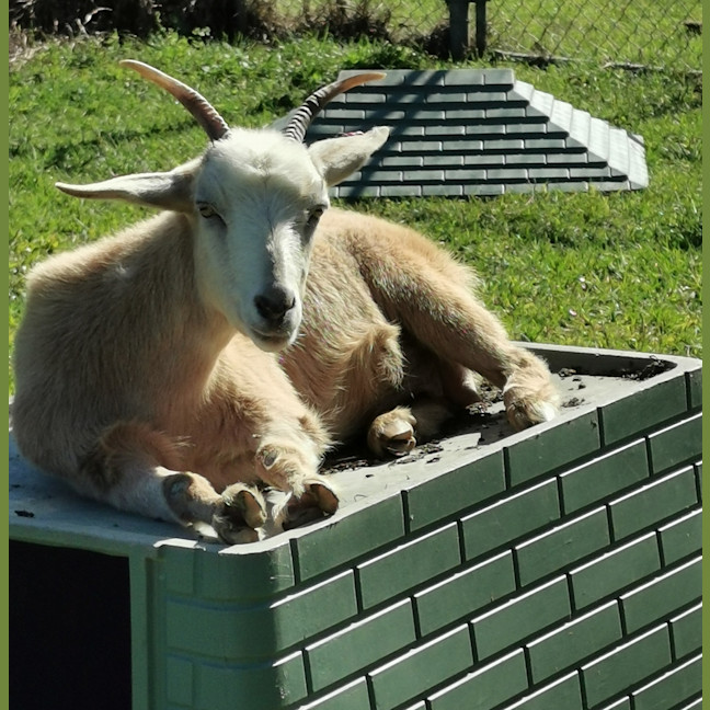 Photo of Georgie