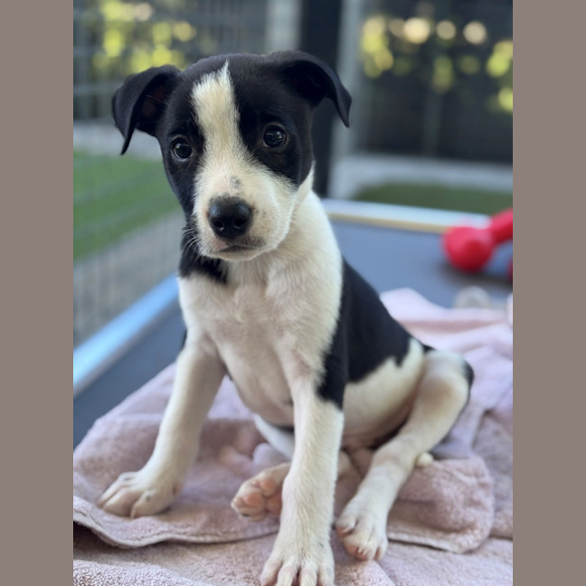 Photo of D1223 Lloyd