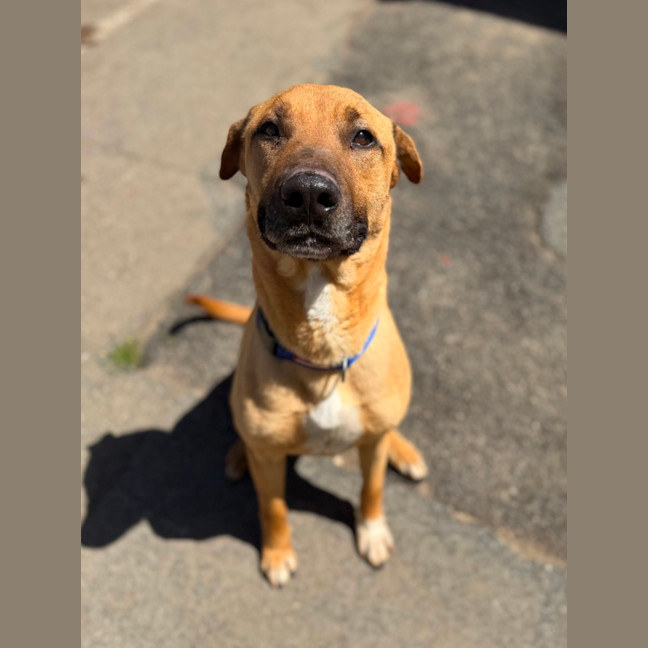 Photo of Shyla
