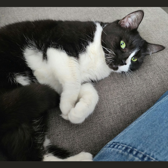 Photo of Dusty   In Foster Care In Ardeer