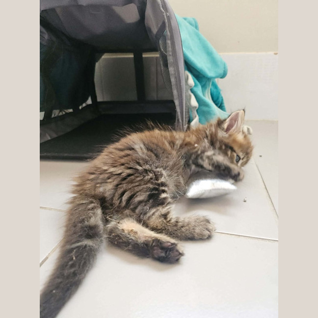 Photo of Rosa (Maisy)