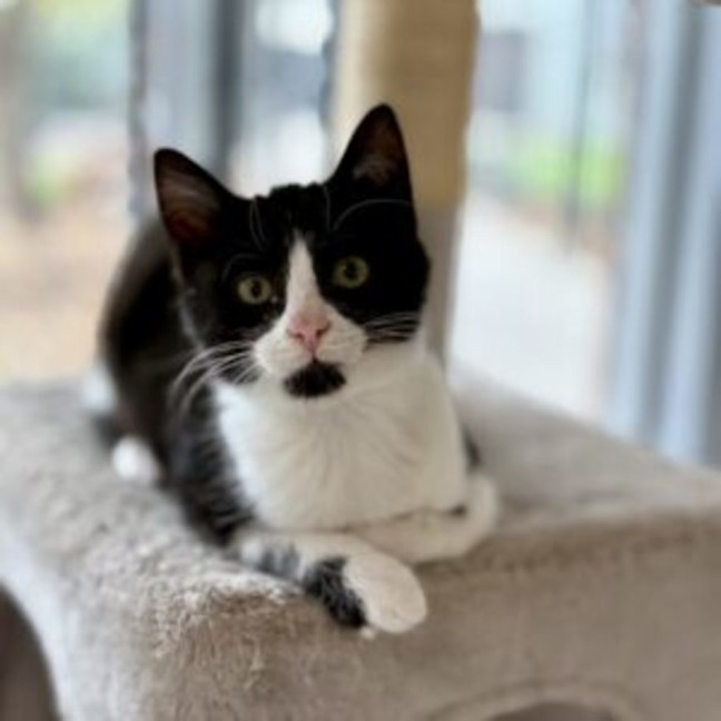Photo of Scooter