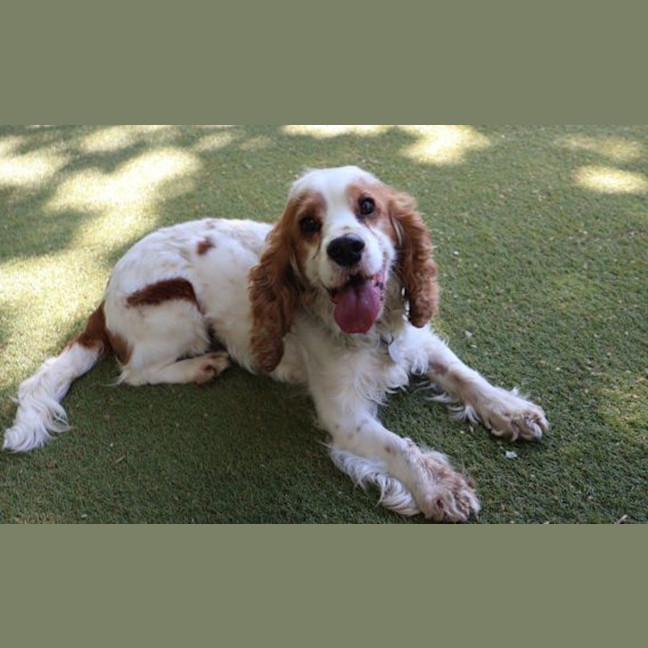Photo of Lockie