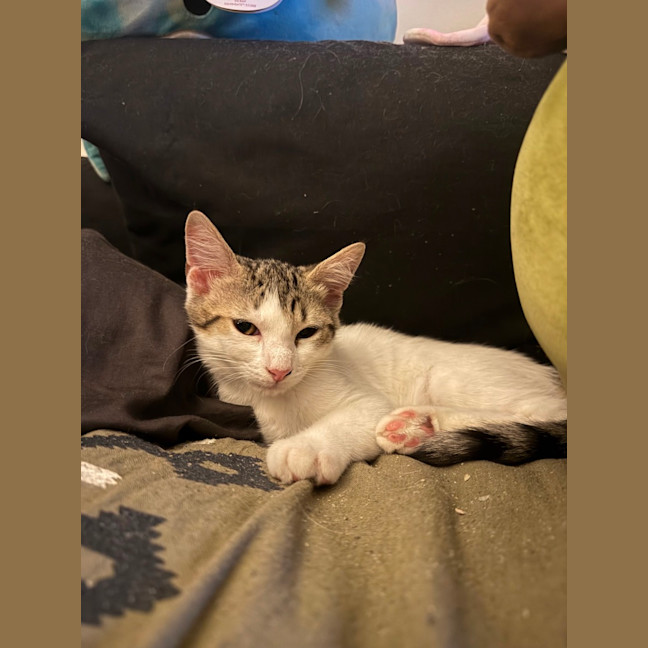 Photo of Lexii