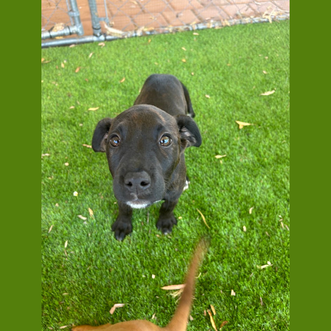 Photo of Pepper