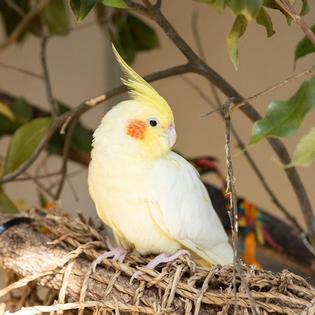Photo of Cuckoo