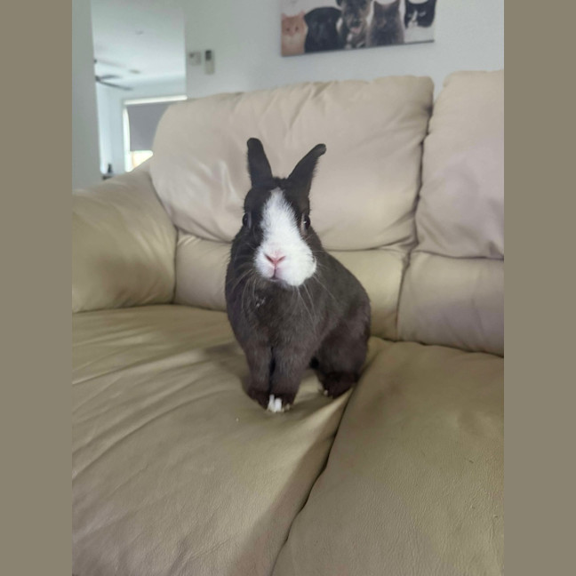 Photo of Biscoff / Biscuit