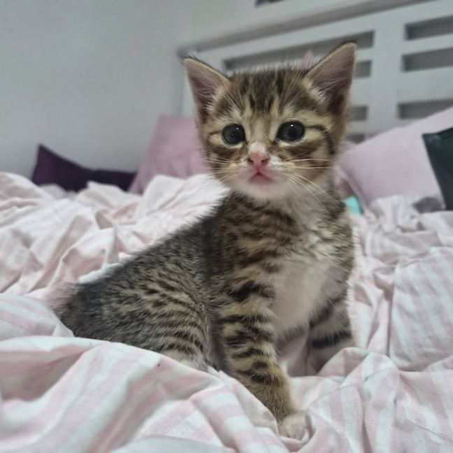 Photo of Triggy