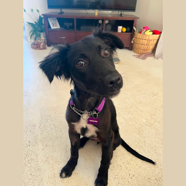 Photo of Piper