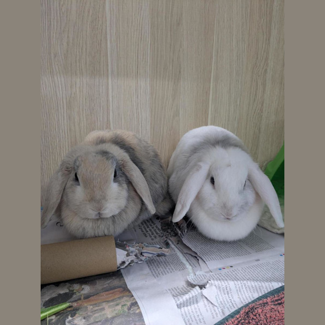 Photo of 🥖 Baguette 6961 🥖