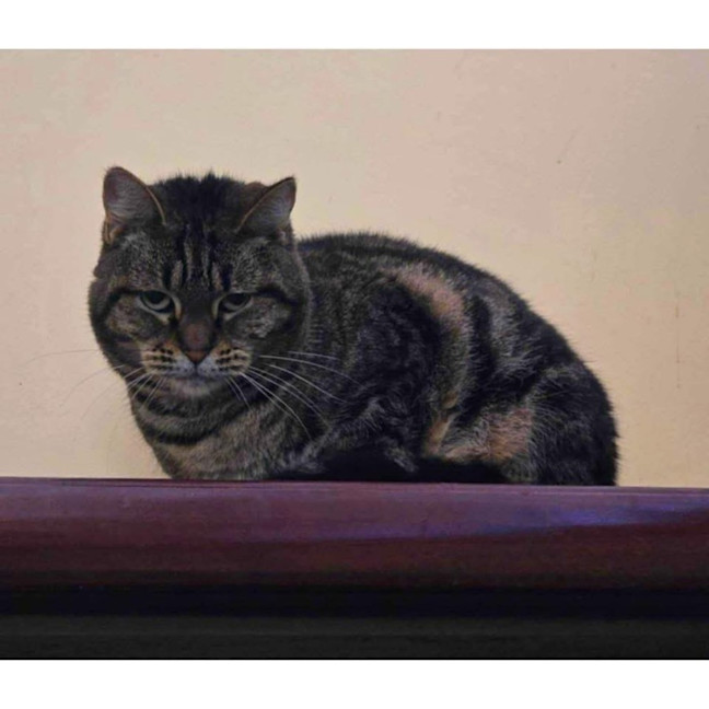 Photo of 11369   Dawn