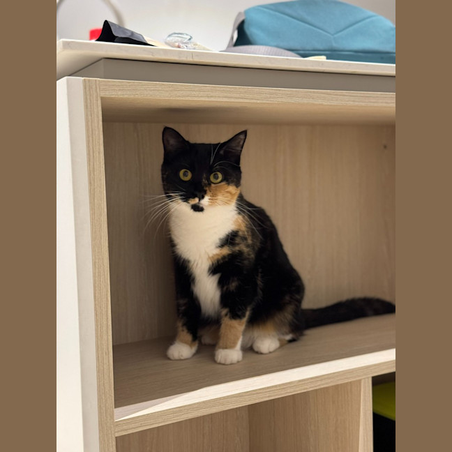 Photo of Gilly Bunny