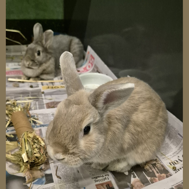 Photo of Ghost (Bonded With Casper)