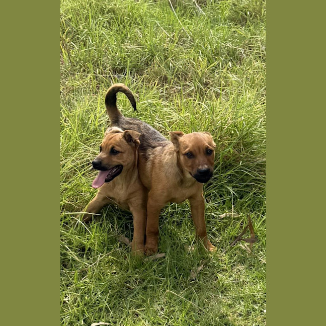 Photo of Jazz (Formerly Aza)