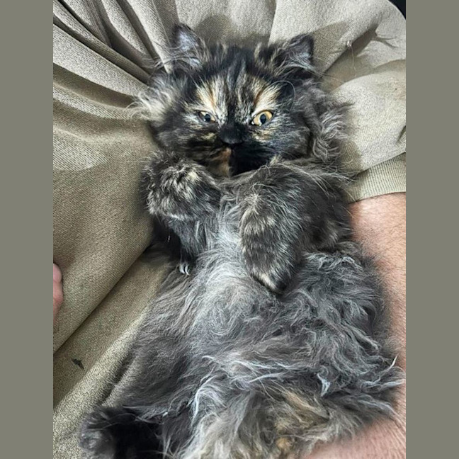 Photo of Pepper