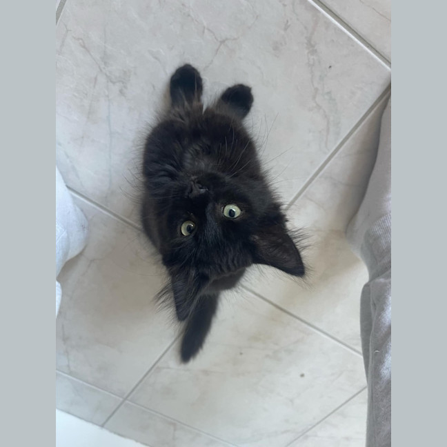 Photo of Charlie Meet Me@Petstock Keysborough Store 