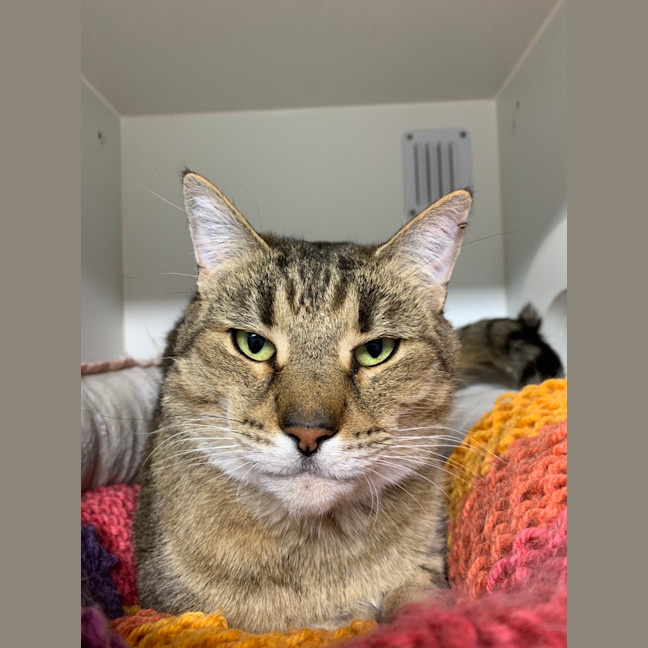 Photo of Oscar Meowy