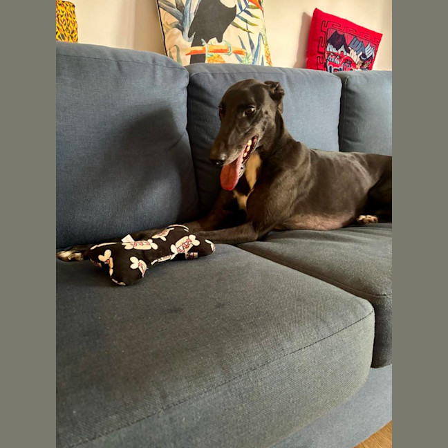 Photo of Rowdy, The Gentle Greyhound