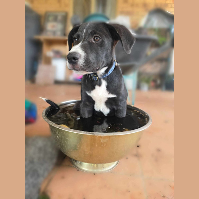 Photo of Domino
