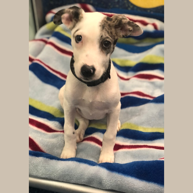 Photo of Willow