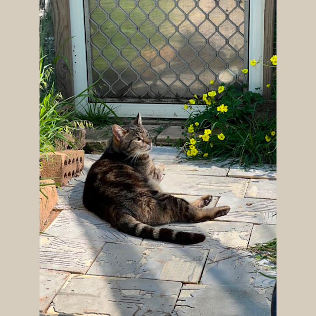 Photo of Jagger   Can Transport To You 